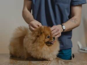 Un chien en train d'être ausculter chez le vétérinaire