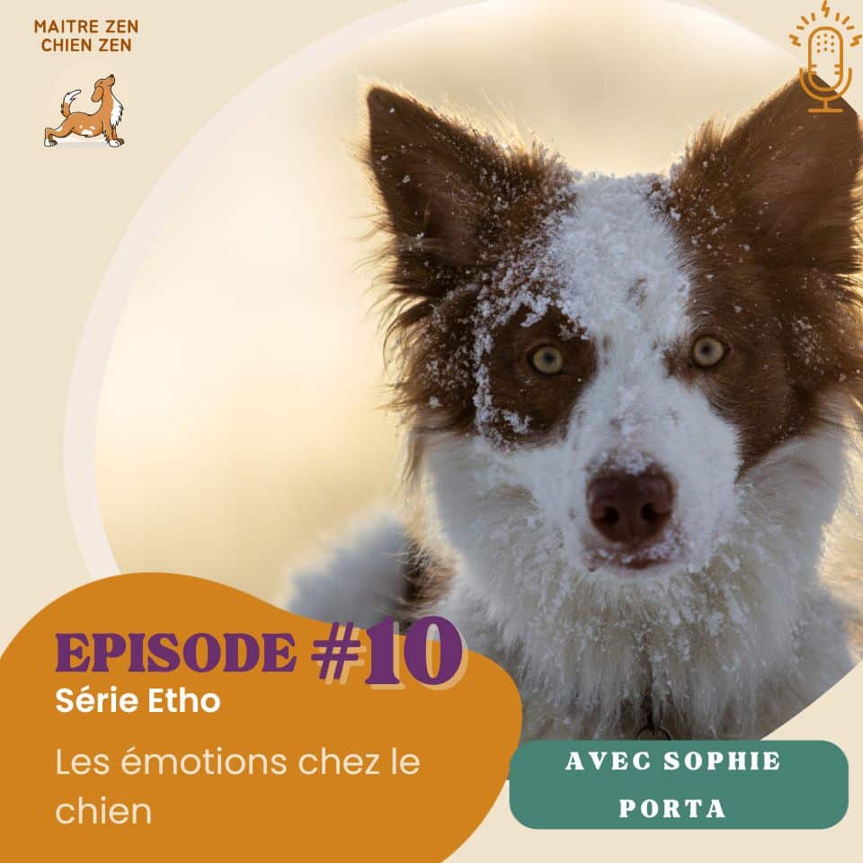 podcast-emotions-chiens